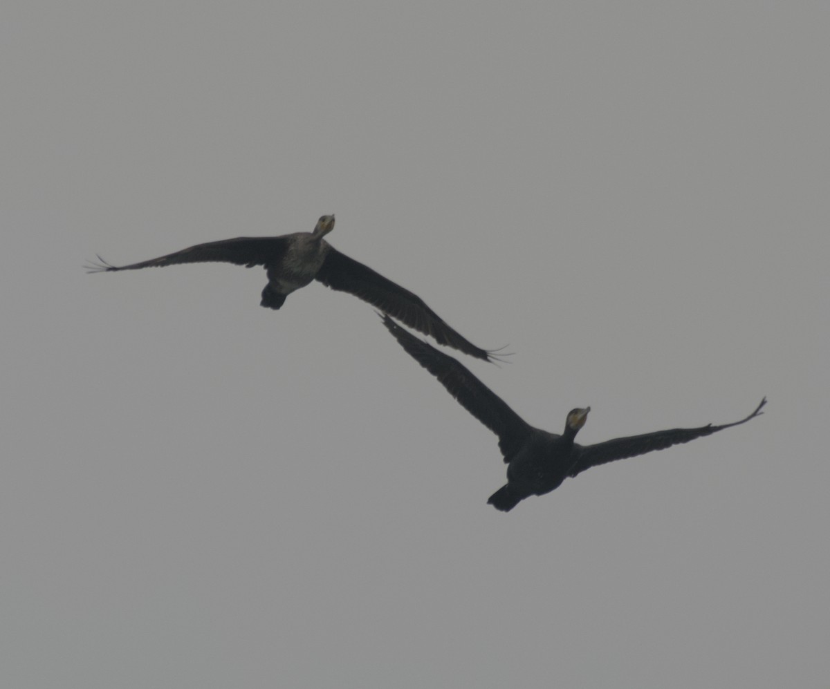 Cormorán Grande - ML647115613