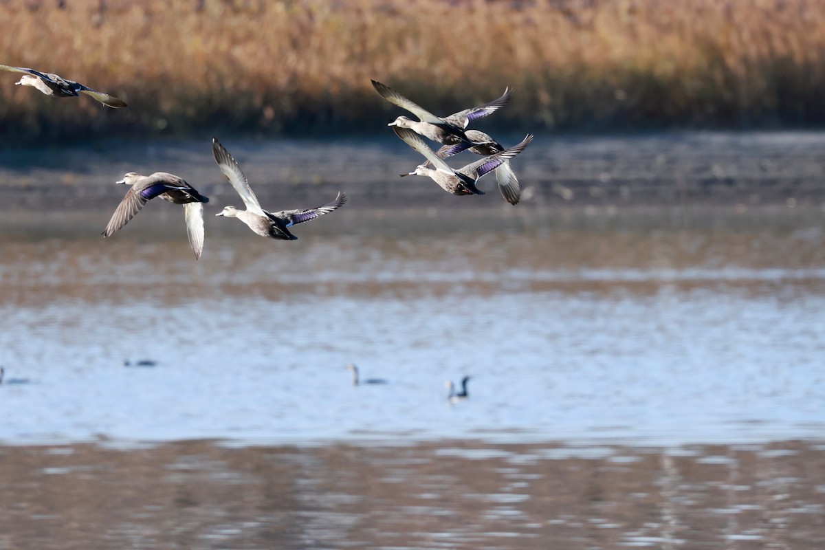 kinaand - ML647115614