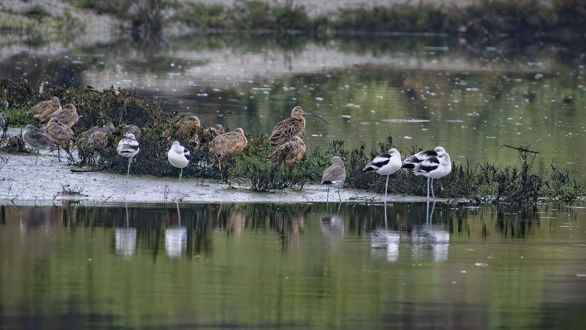Marbled Godwit - ML647115615