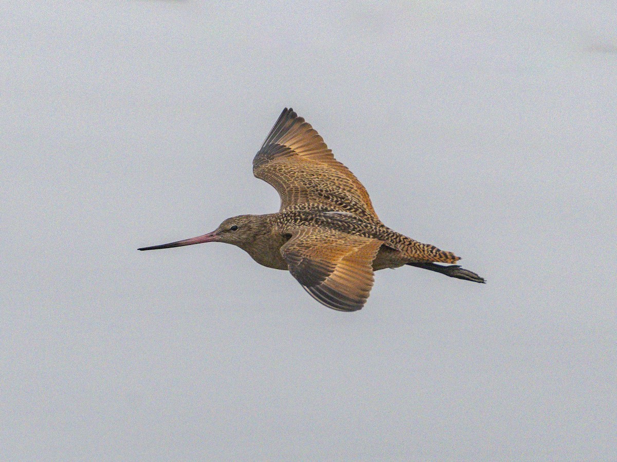 Marbled Godwit - ML647115616