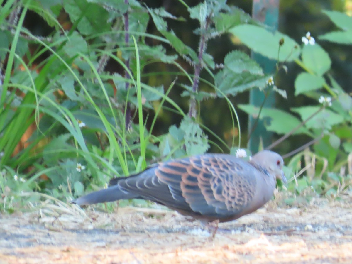 Oriental Turtle-Dove - ML647115618
