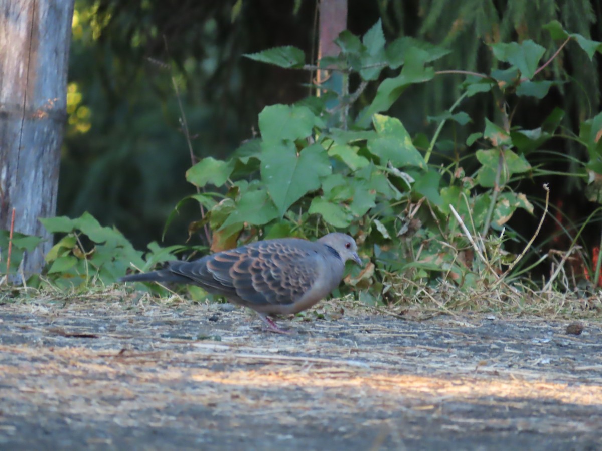Oriental Turtle-Dove - ML647115619