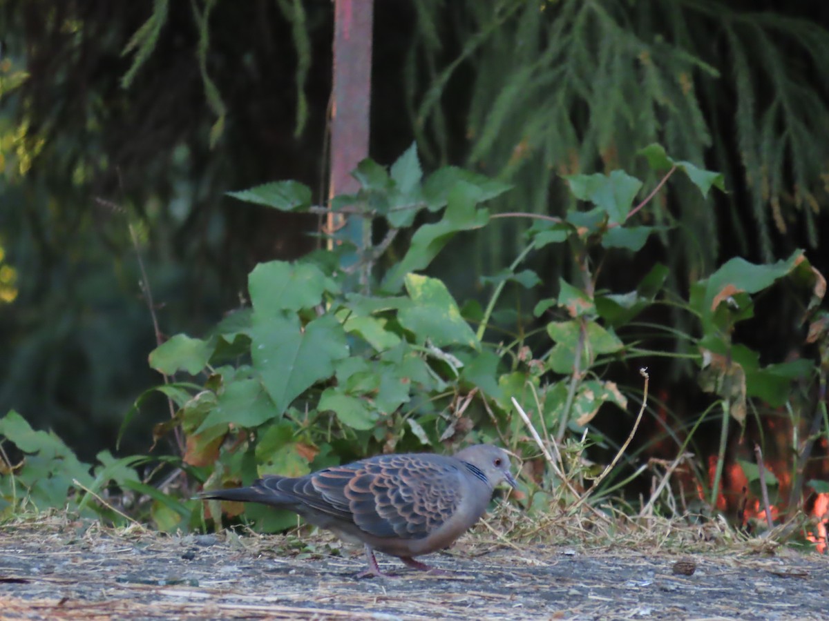Oriental Turtle-Dove - ML647115620