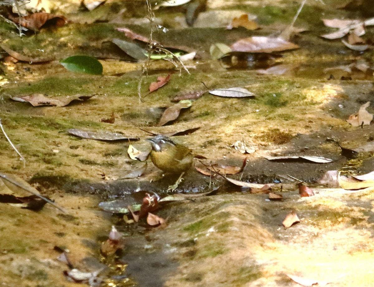 Gray-throated Babbler - ML647115621