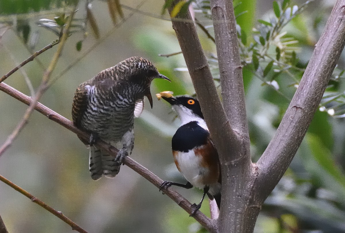 Klaas's Cuckoo - ML647115622