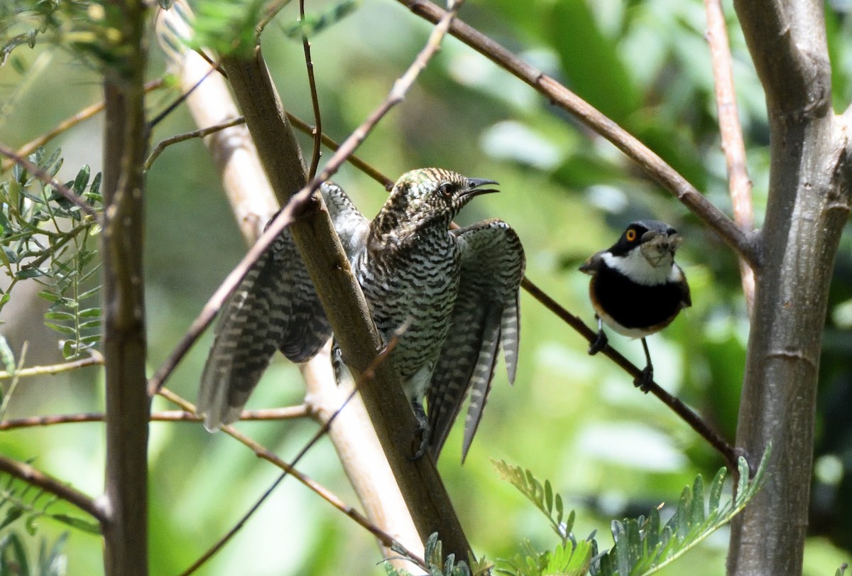 Klaas's Cuckoo - ML647115623