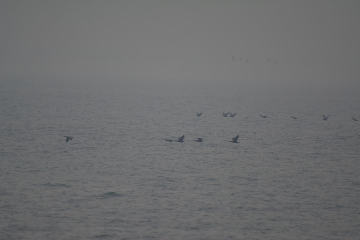 Cormorán Grande - ML647115624