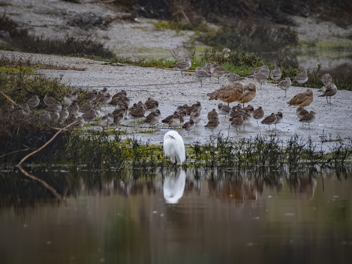 Long-billed Dowitcher - ML647115625