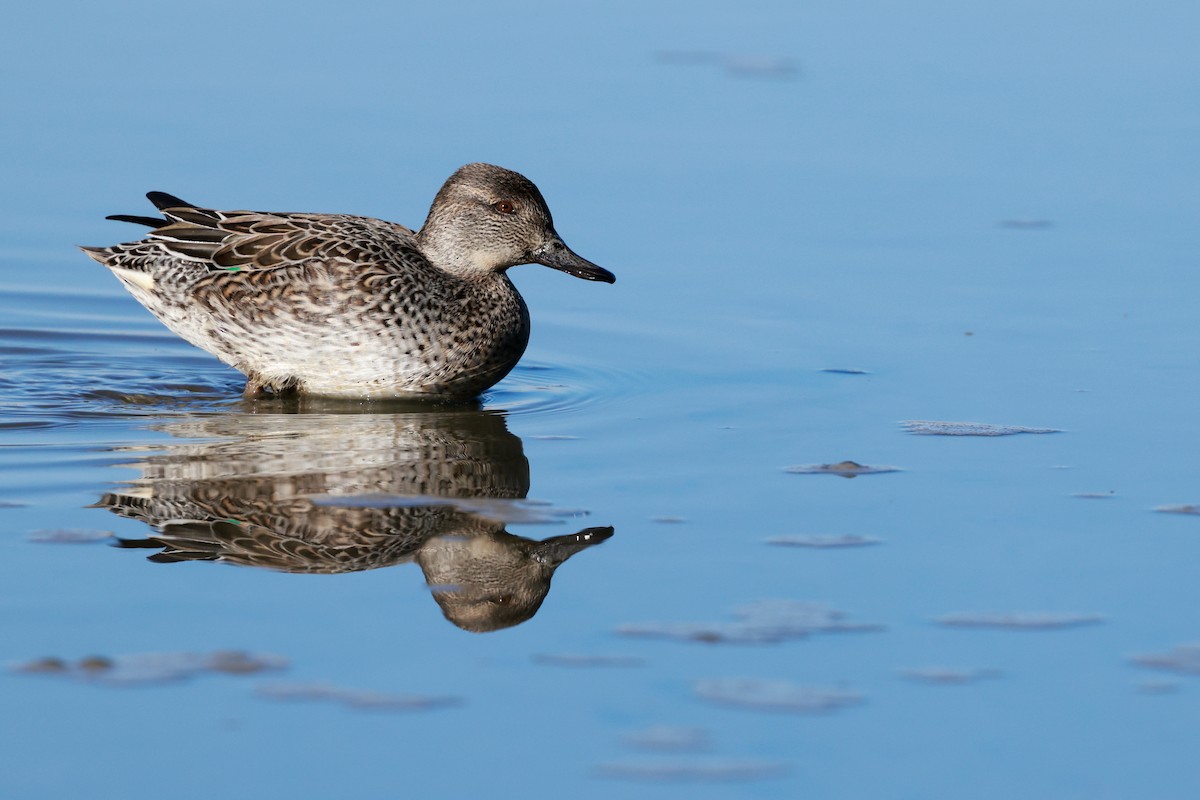 krikkand - ML647115626