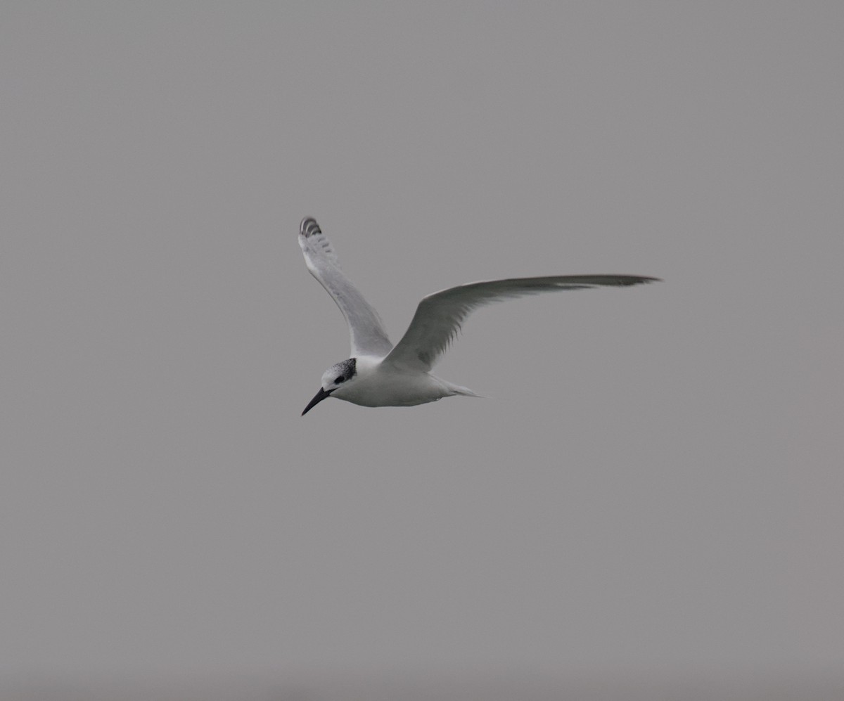 Sandwich Tern - ML647115627
