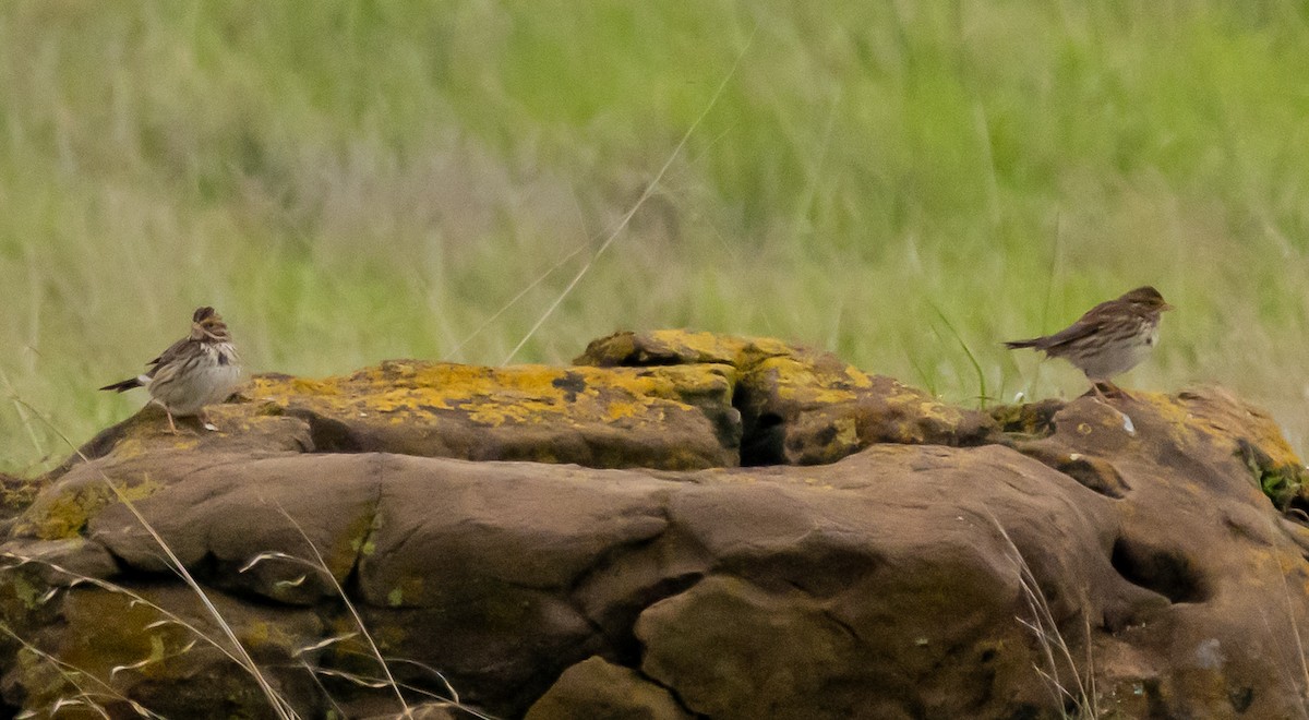 Savannah Sparrow - ML647115628