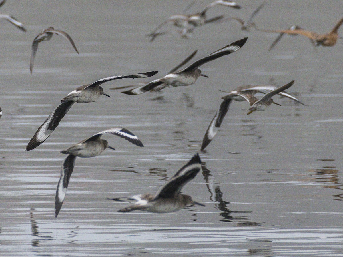 Willet - ML647115630