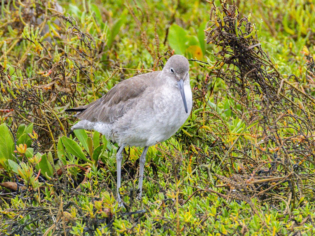Willet - ML647115631