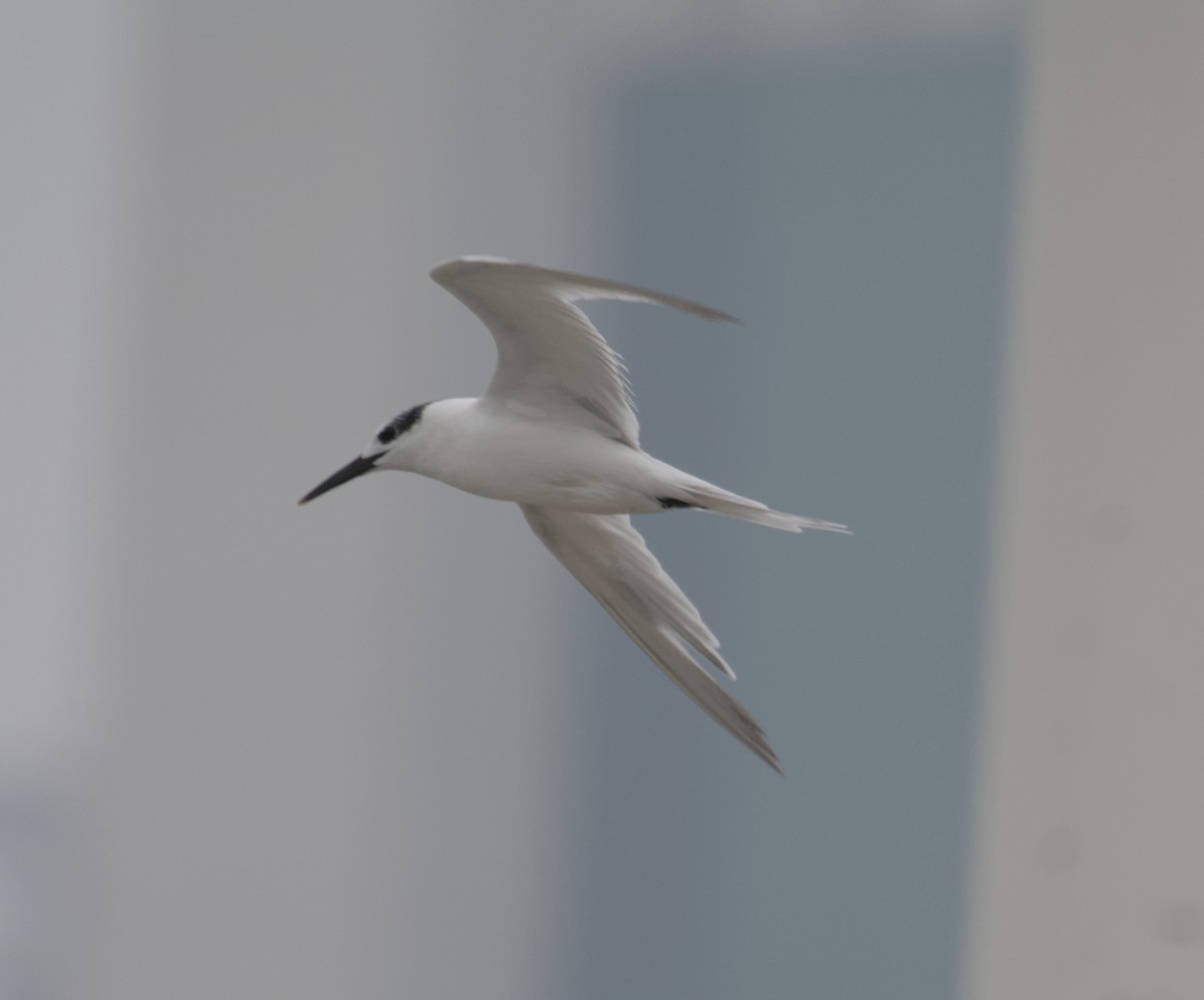 Sandwich Tern - ML647115632
