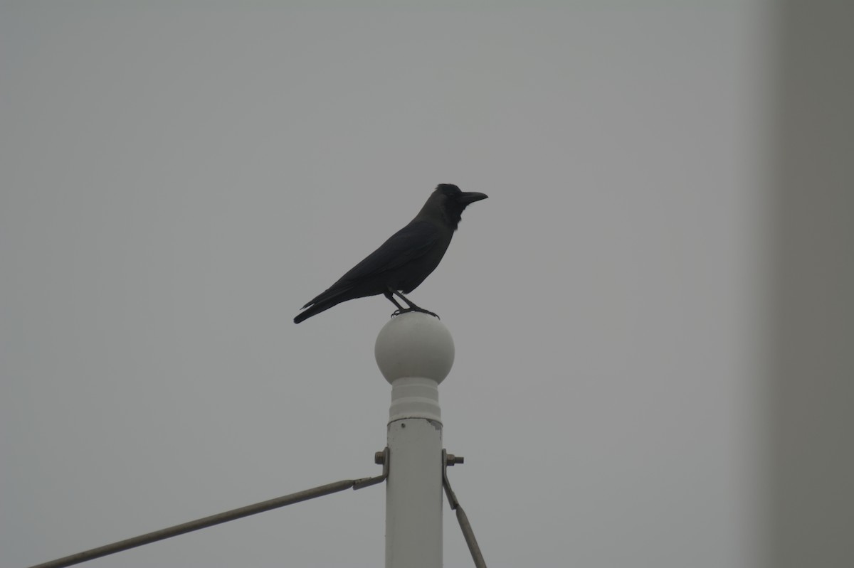 House Crow - ML647115633