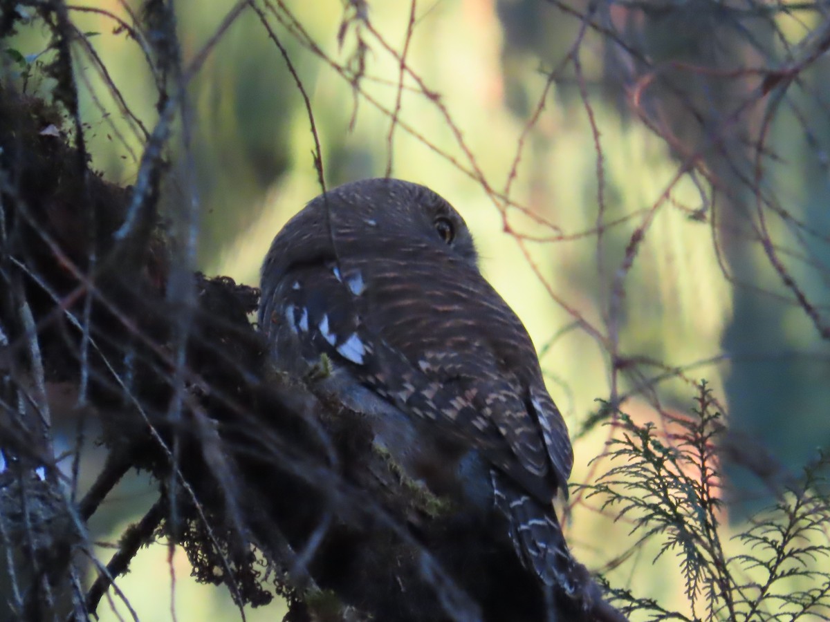 Asian Barred Owlet - ML647115635