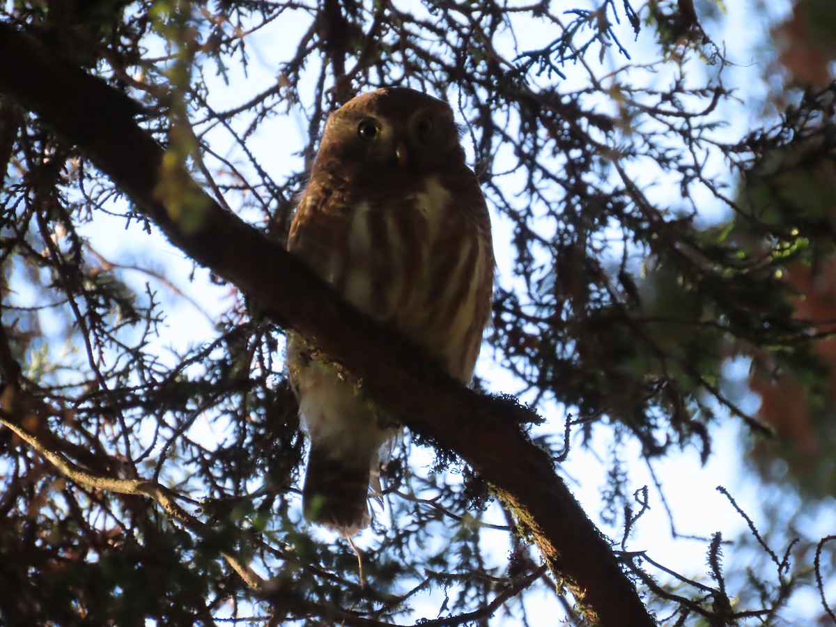 Asian Barred Owlet - ML647115636