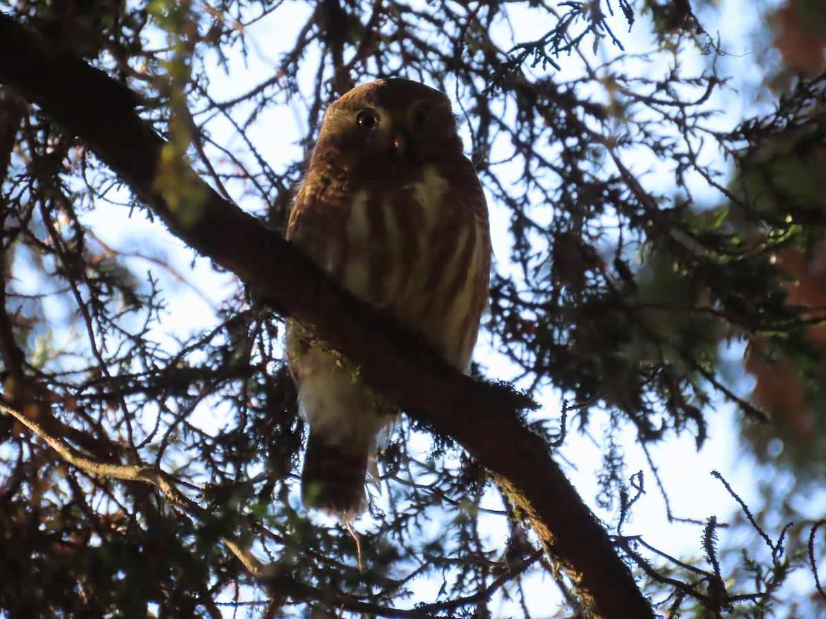 Asian Barred Owlet - ML647115637