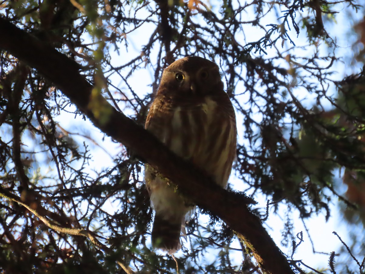 Asian Barred Owlet - ML647115638