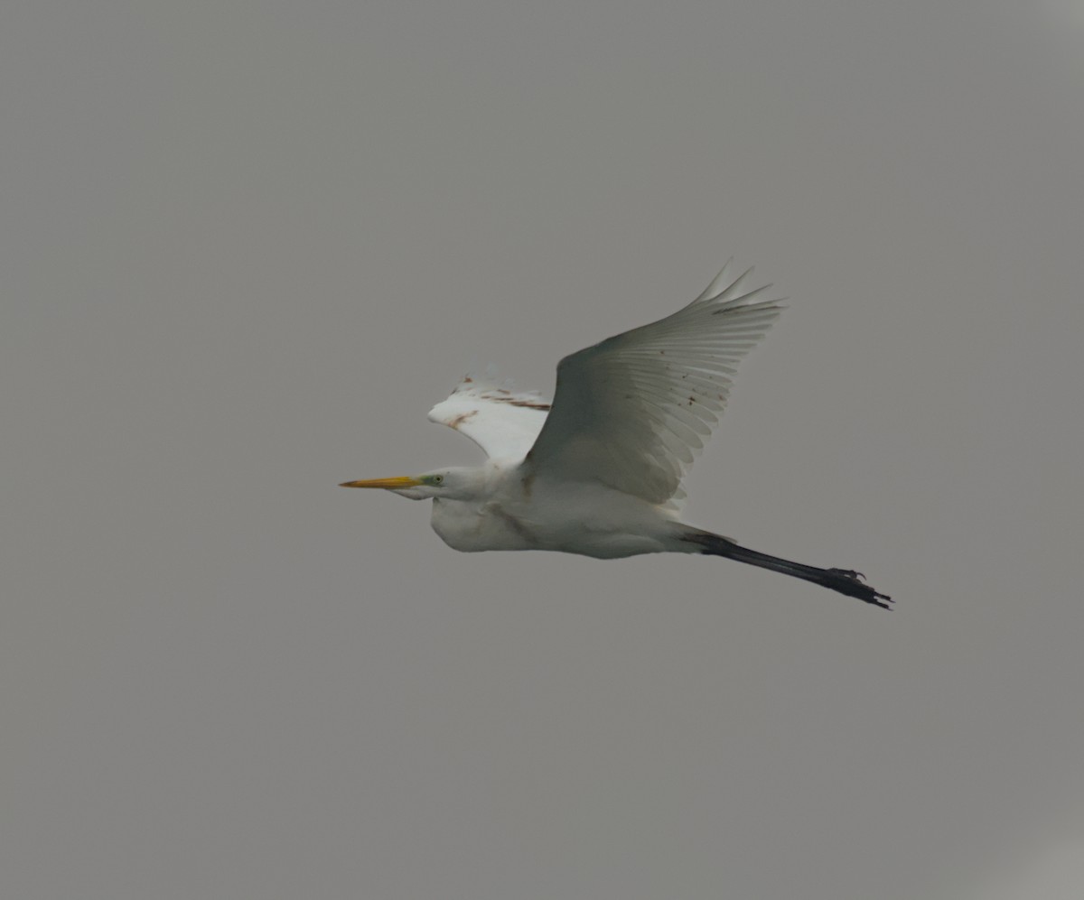 Great Egret - ML647115639