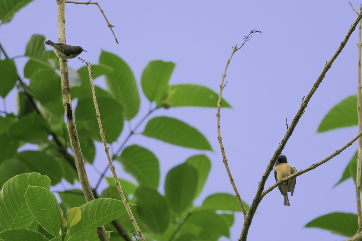 medosavka oranžovoprsá - ML647115659