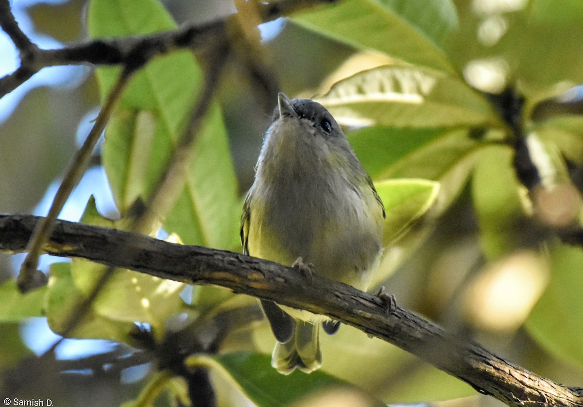Green Shrike-Babbler - ML647115660