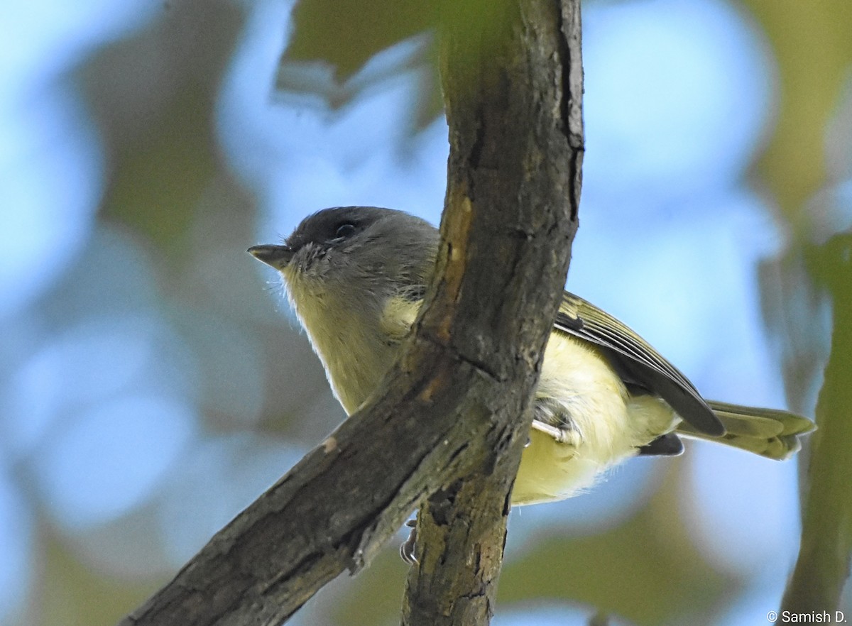Green Shrike-Babbler - ML647115661