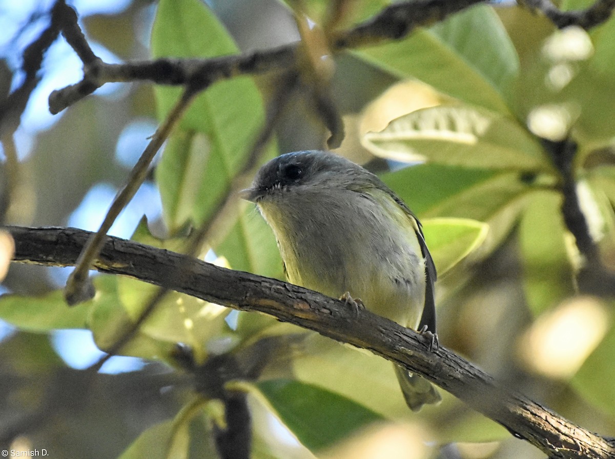 Green Shrike-Babbler - ML647115662