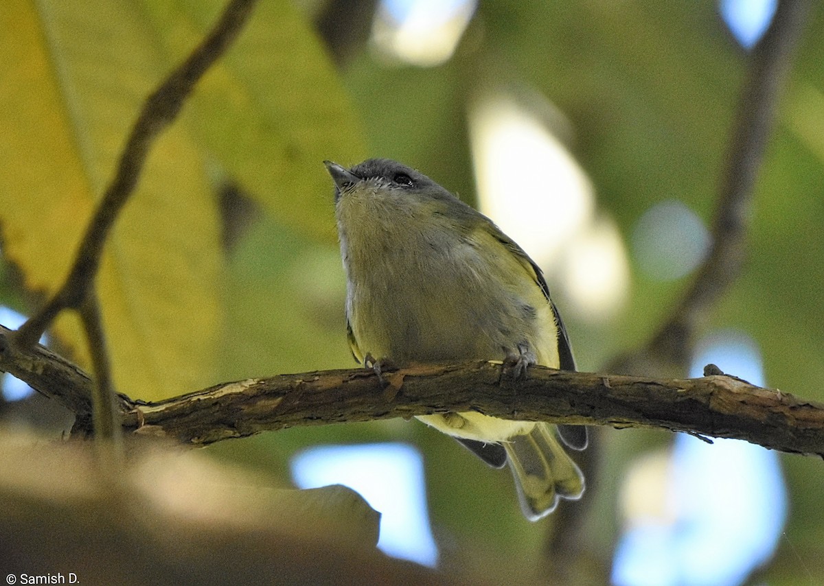 Green Shrike-Babbler - ML647115663