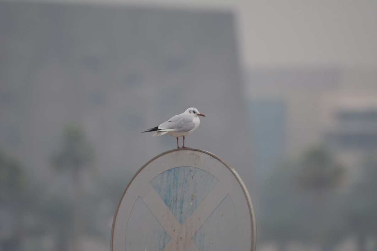 Black-headed Gull - ML647115664