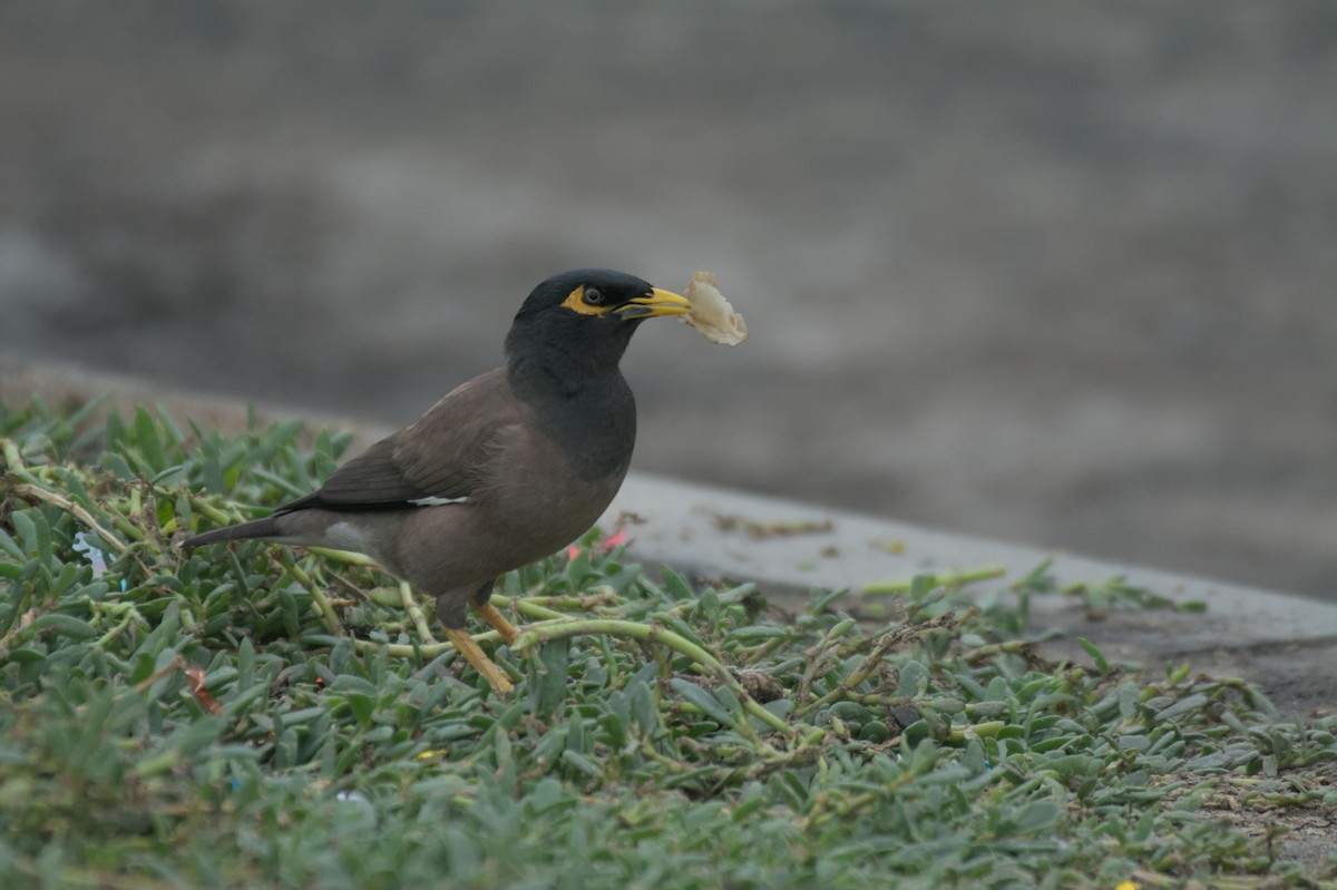 Common Myna - ML647115665