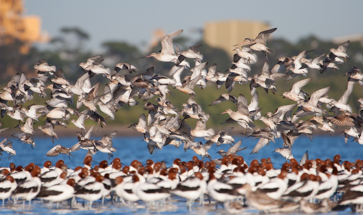 חופית להקנית - ML647115666