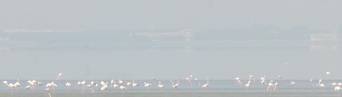 Lesser Flamingo - ML647115670