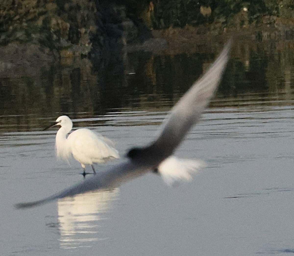 White-winged Tern - ML647115677