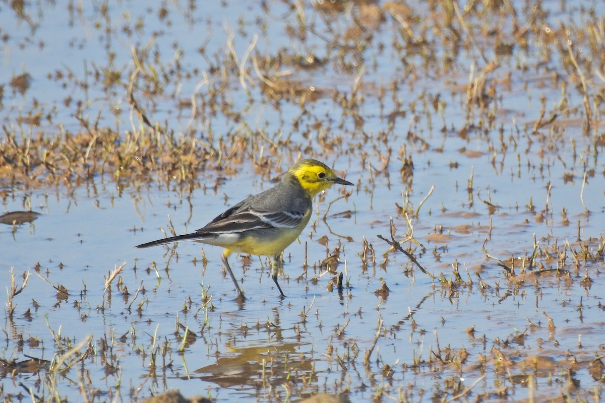 נחליאלי לימוני - ML647115679