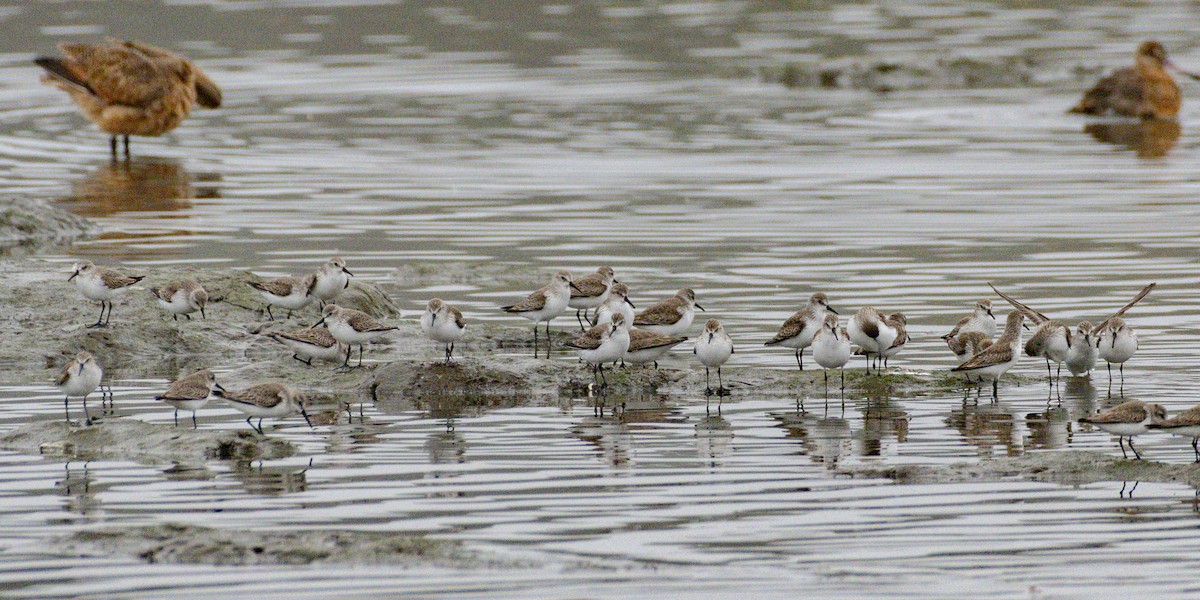 Gambecchio dell'Alaska - ML647115684