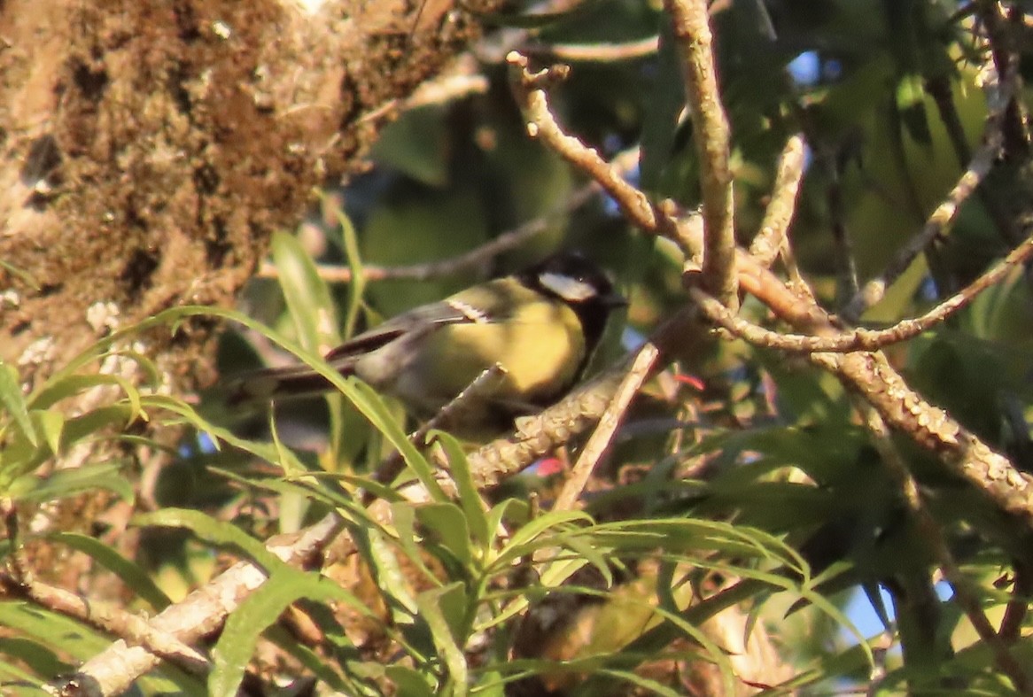 Green-backed Tit - ML647115694