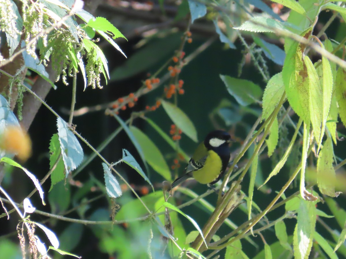 Green-backed Tit - ML647115695