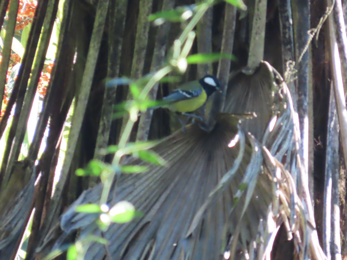 Green-backed Tit - ML647115696