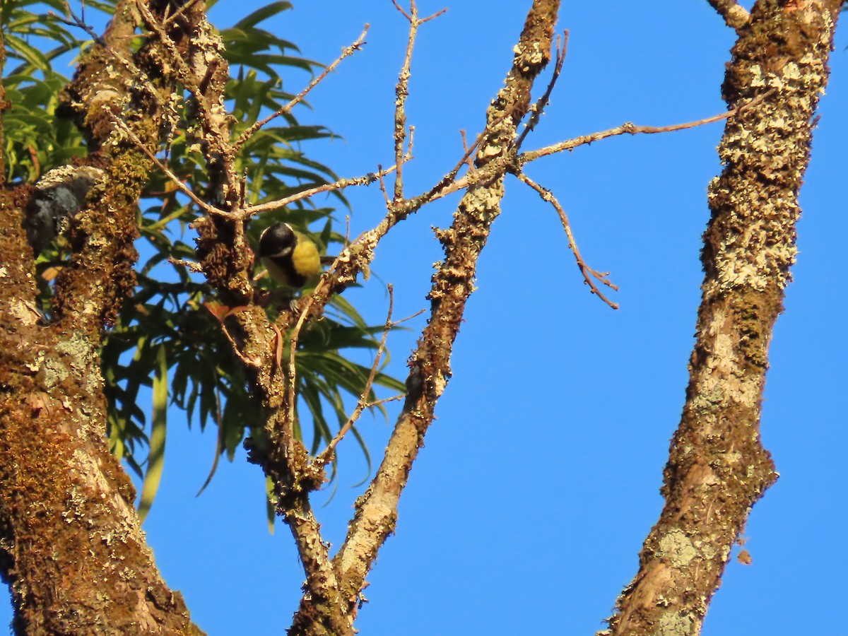 Green-backed Tit - ML647115697
