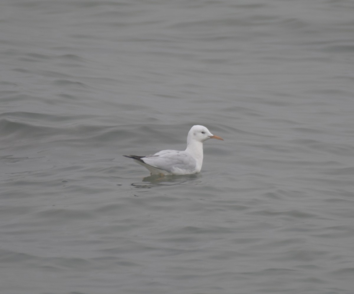 Морской голубок - ML647115700