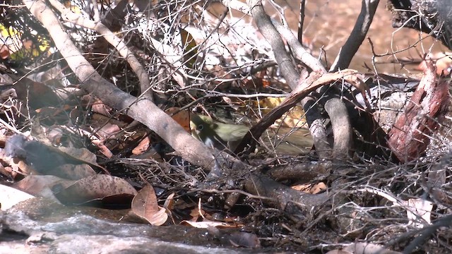 Окулярник сивоспинний - ML647115705