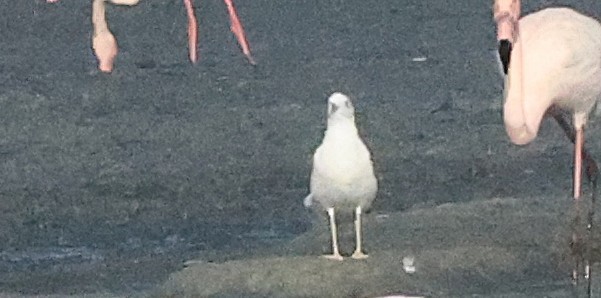 Armenian Gull - ML647115706