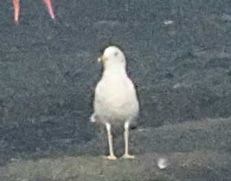 Armenian Gull - ML647115707