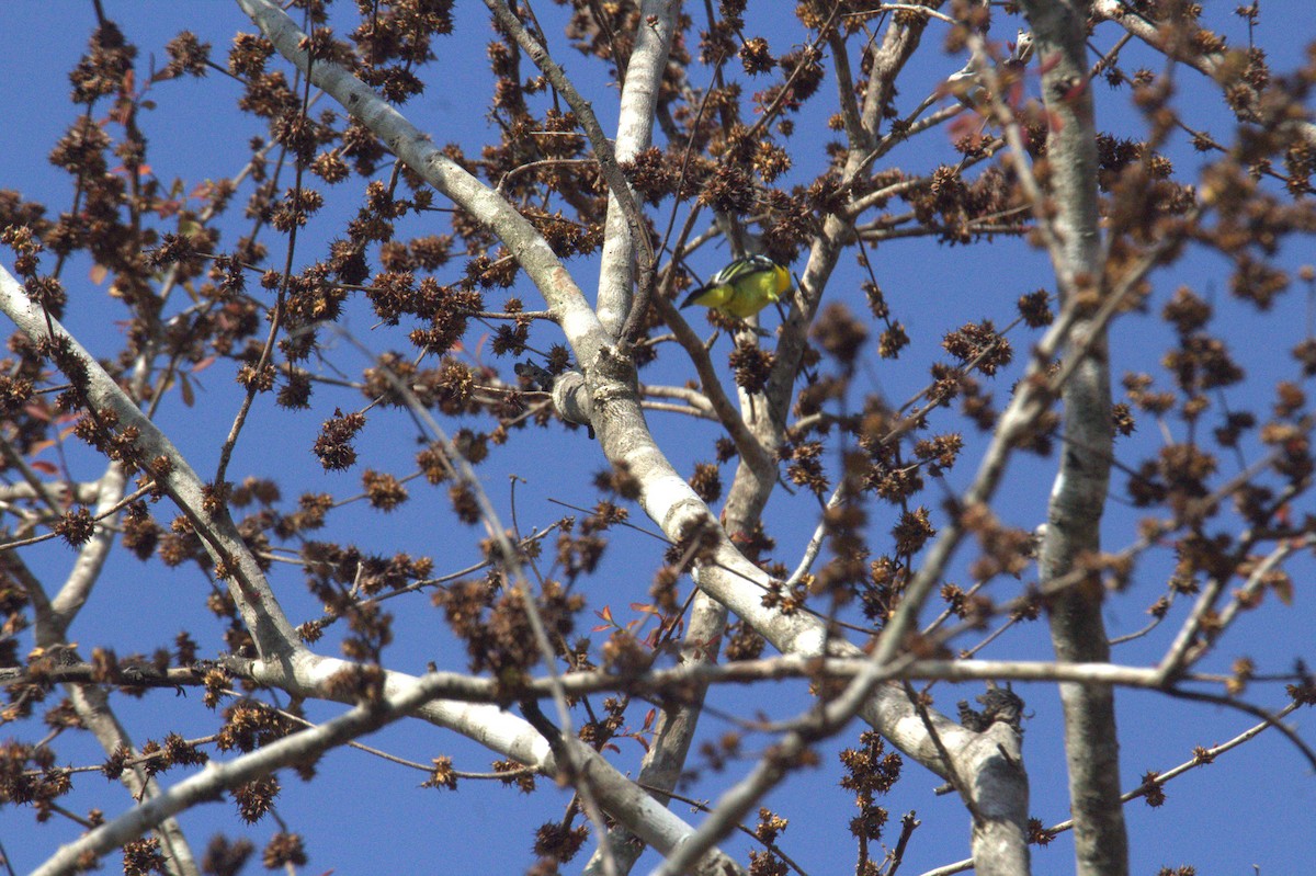 Common Iora - ML647115709