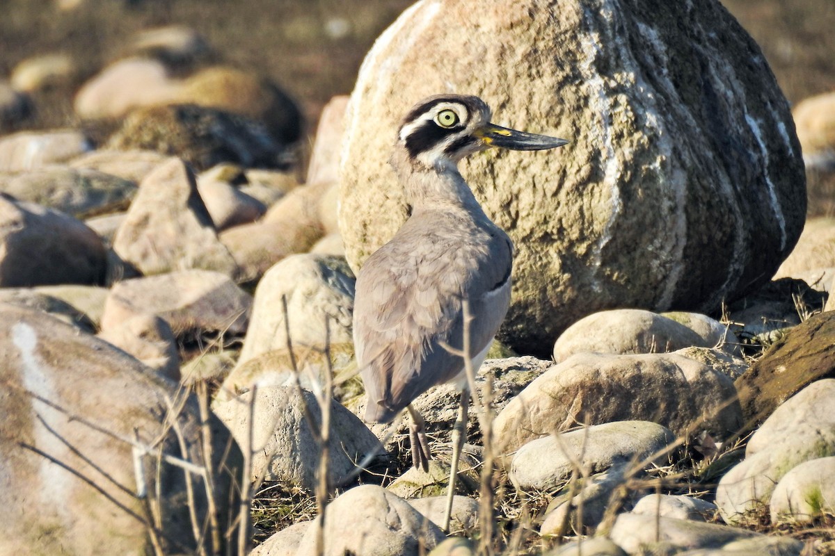 Great Thick-knee - ML647115712