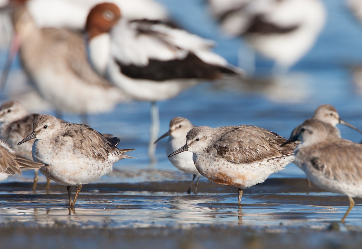 Red Knot - ML647115721