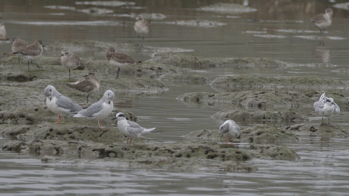 メリケンアジサシ - ML647115724