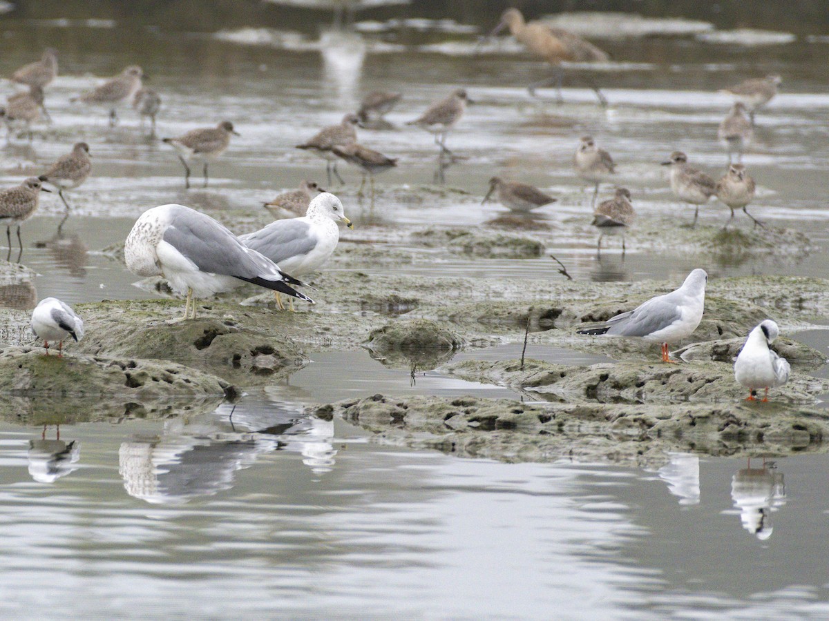 メリケンアジサシ - ML647115725