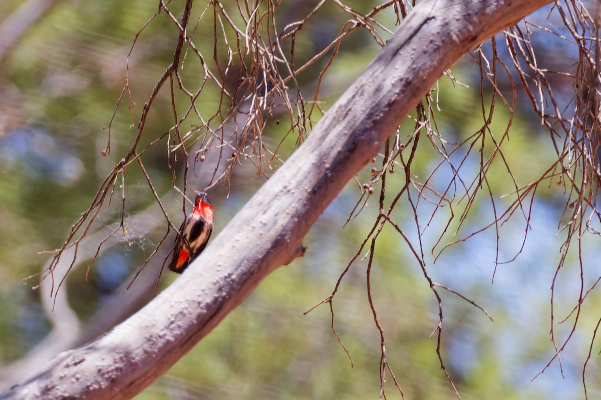 Mistletoebird - ML647115730